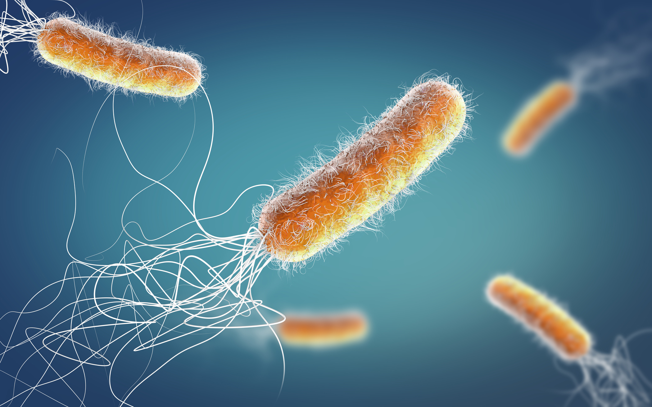 Pseudomonas spp. Синегнойная палочка бактерия. Бактерия Pseudomonas aeruginosa. Pseudomonas aeruginosa (синегнойная палочка). Синегнойная палочка жгутики.