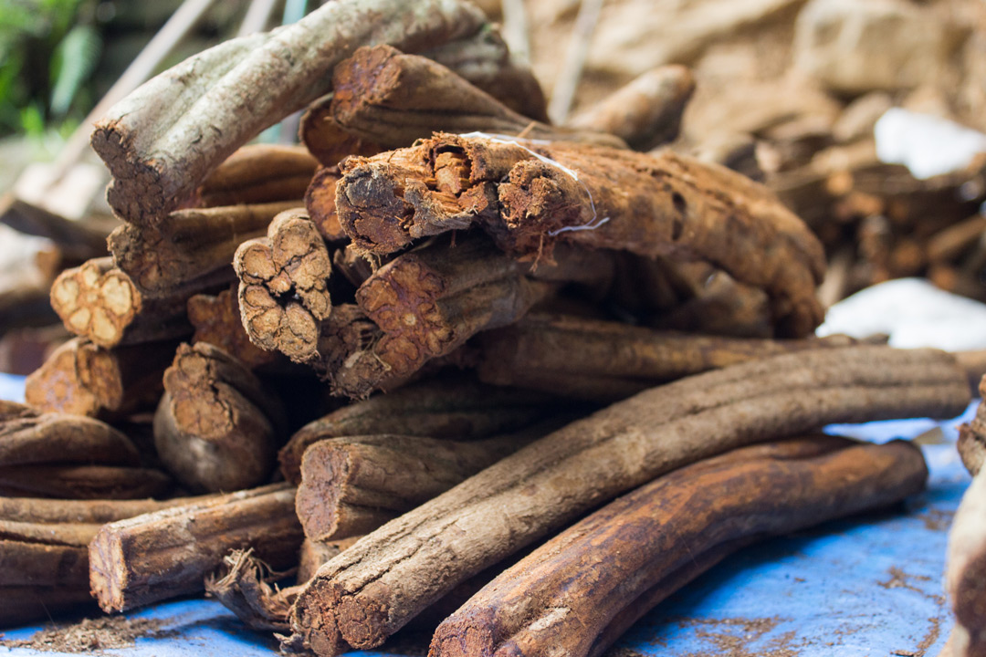 Is Ayahuasca Safe? New Study Tallies Adverse Events - Medical Update Online